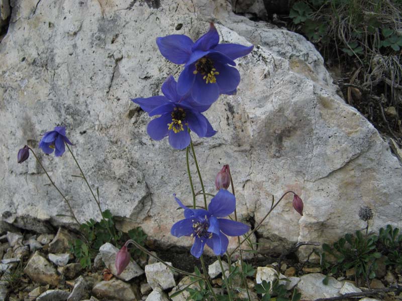 Aquilegia einseleana / Aquilegia di Einsele